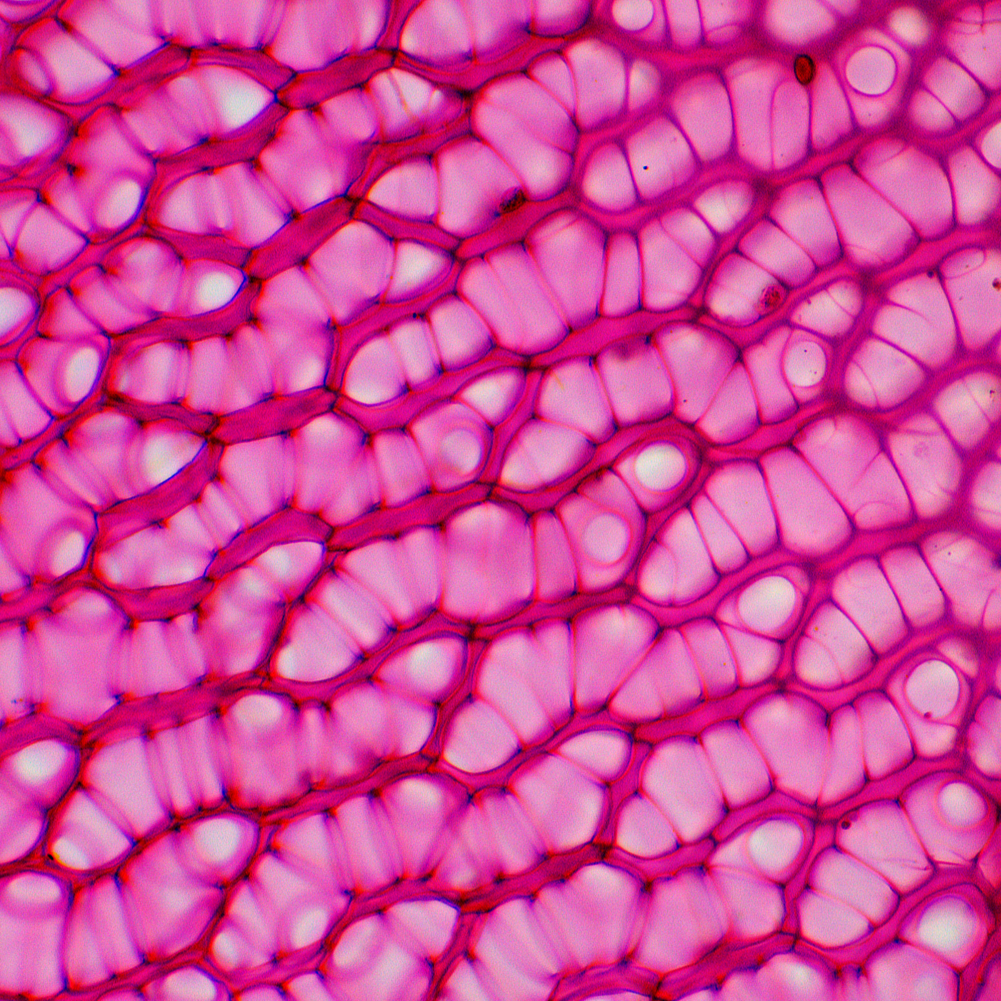 82893_82895_83006_83007_magus-bio-230l-img_01